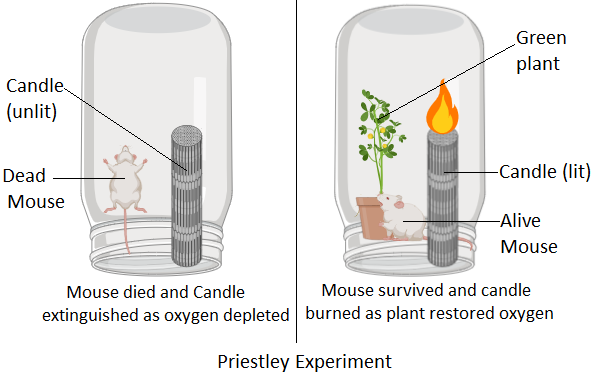 Early Experiments Based on Photosynthesis