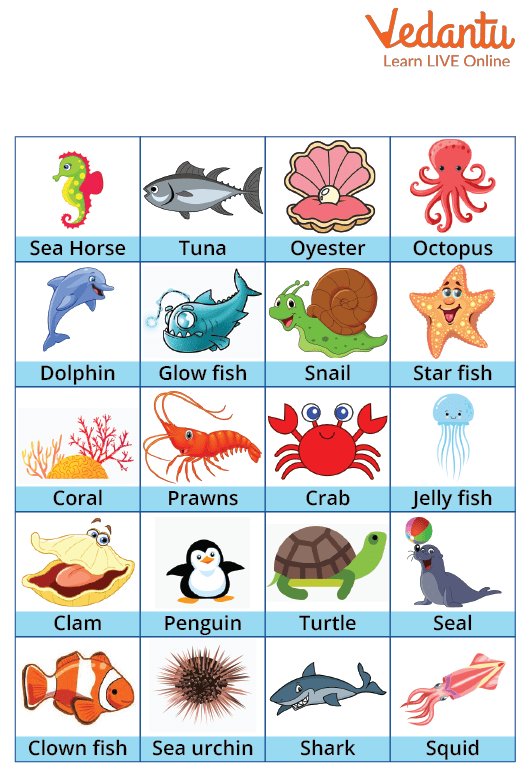 aquatic-animals-structure-types-and-function