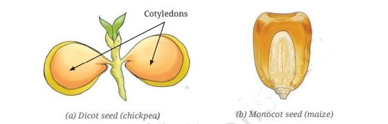 dicots and monocots