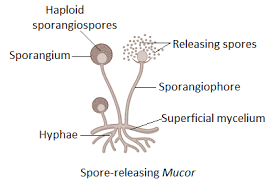 Spore Formation