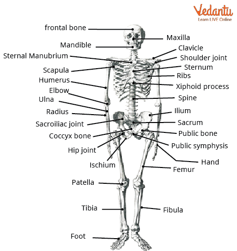 206 bones of the body diagram - Human Skeletal System