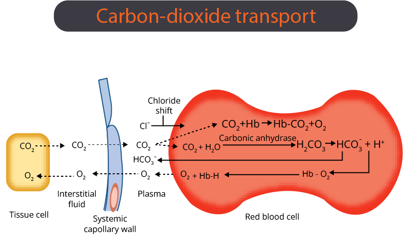 Carbon-dioxide Transport