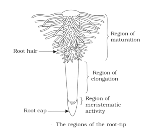 The regions of the root-tip