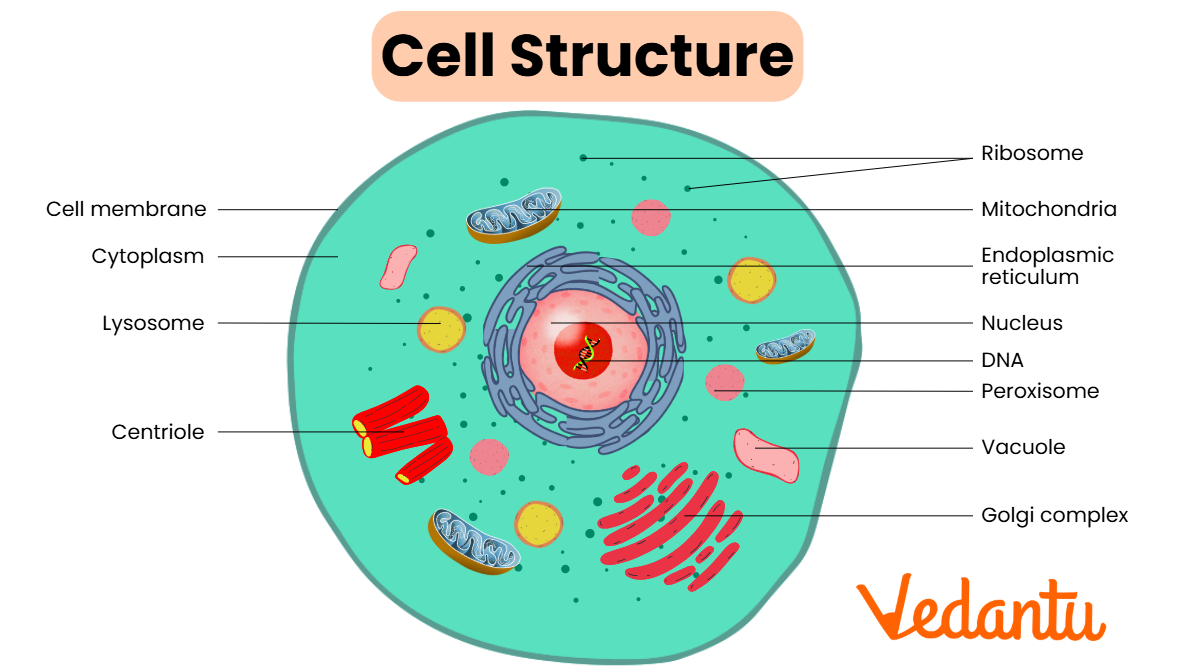 cell structure