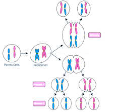 Meiosis diagram