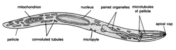 Plasmodium