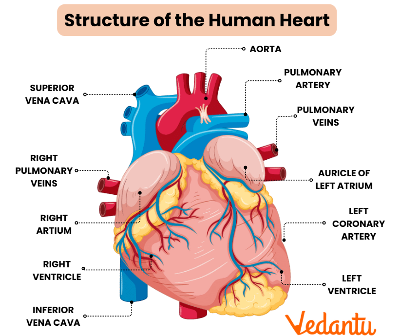 Structure of the Human Heart