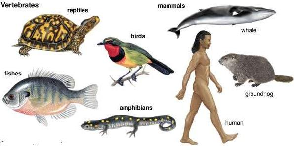 Sub-Phyla Vertebrata