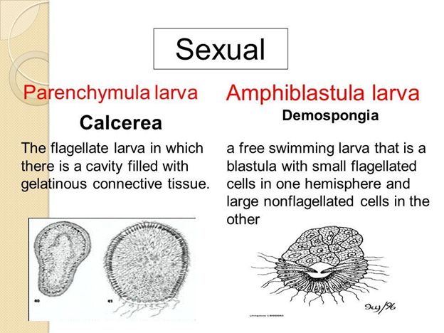 Reproductive Parts of Flame cells