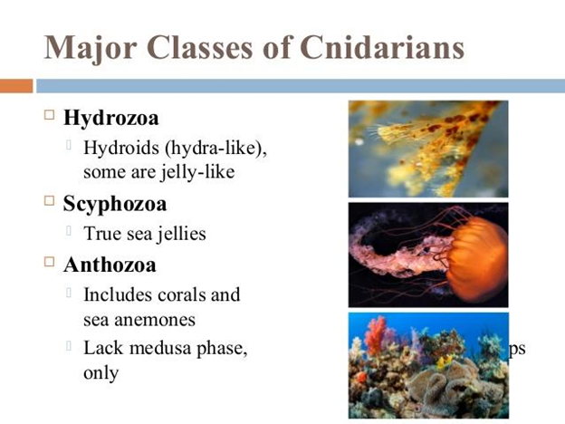 Major Classes of Cnidarians