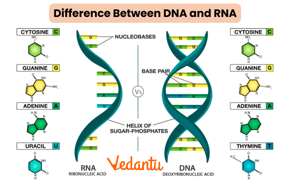 distinguish between DNA and RNA illustration