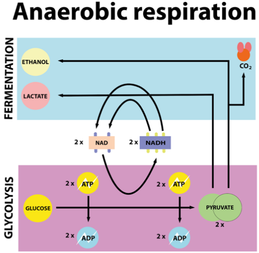 Anaerobic Respiration