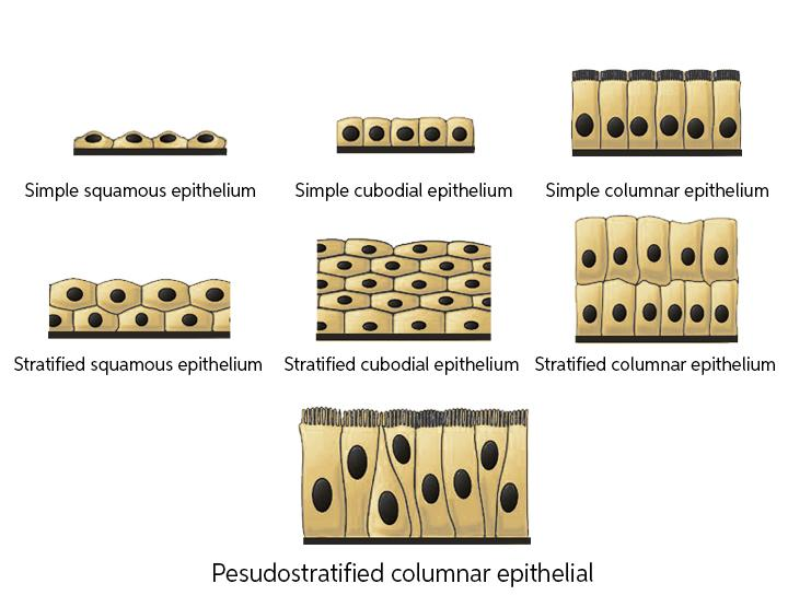 Types of Epithelial Tissue