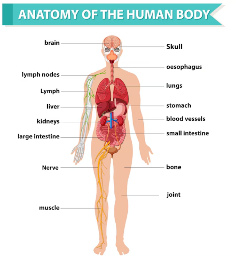 Human Anatomy.png