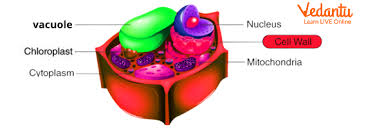 Cell Wall