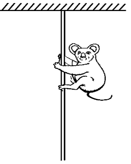 monkey climbing rope