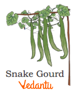 Snake Gourd