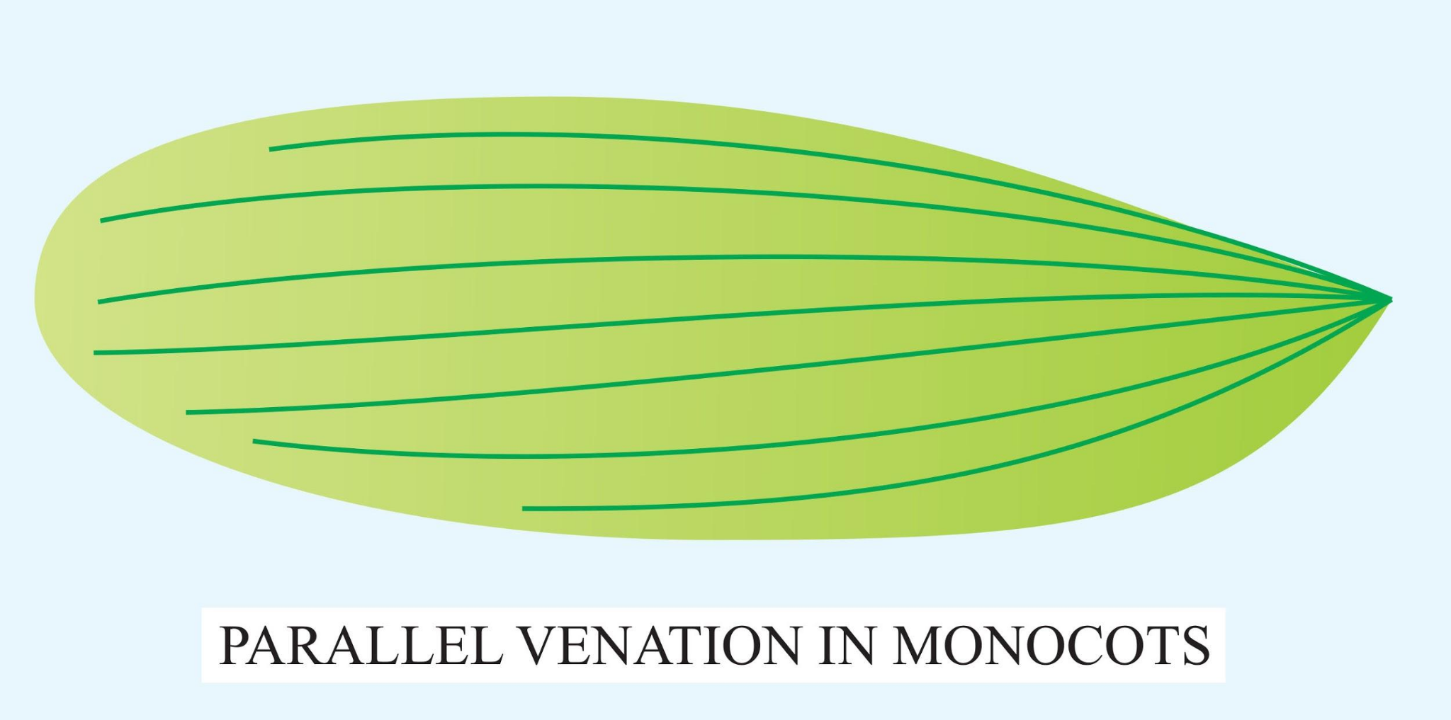 structure of leaf - parallel venation