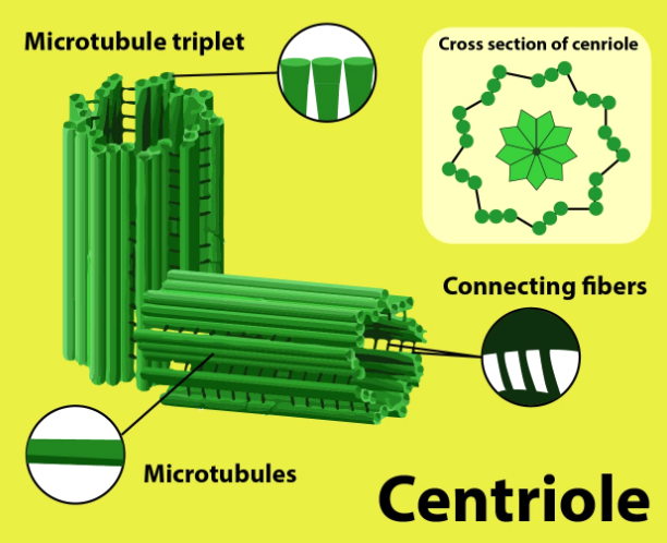 centrioles structure