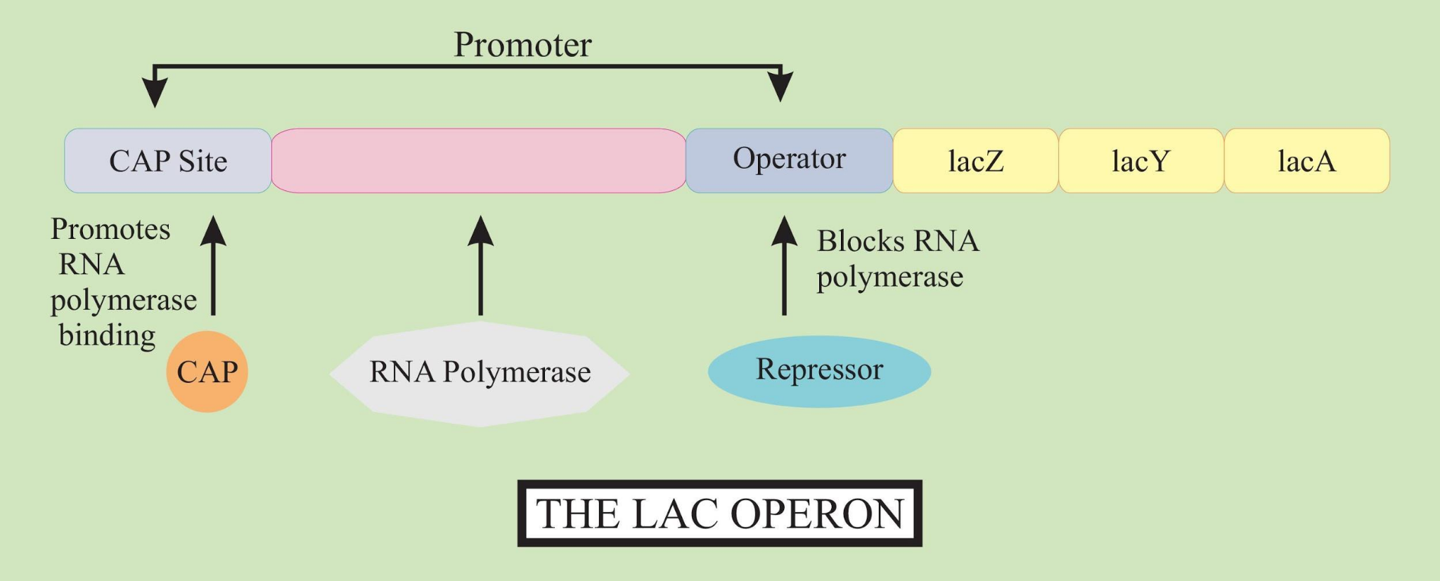 lac operon diagram