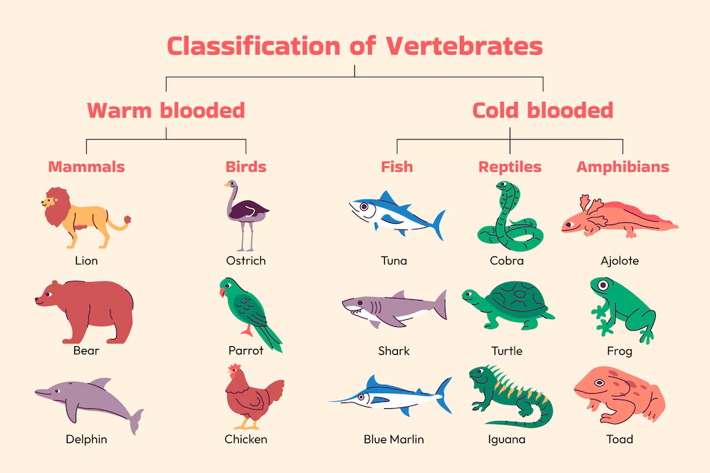 Classification of Animal Kingdom