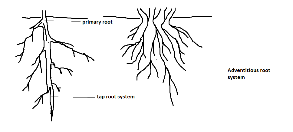 Adventitious root