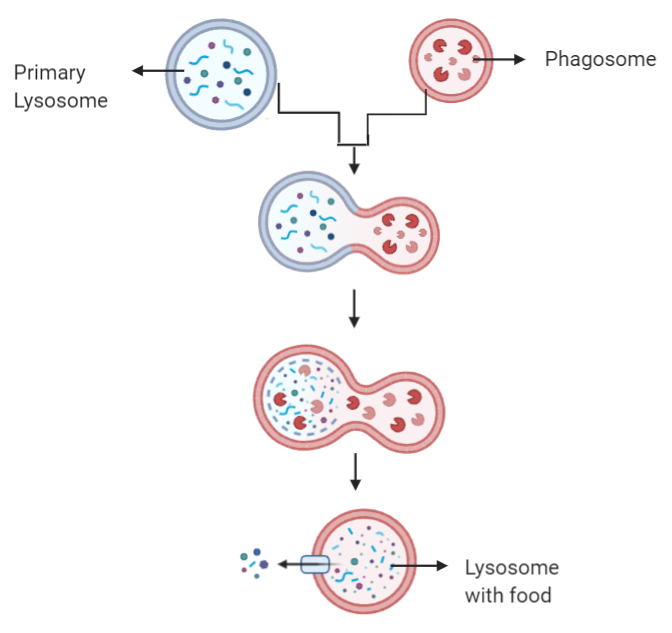 function of lysosome