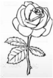 Rose Flower Picture
