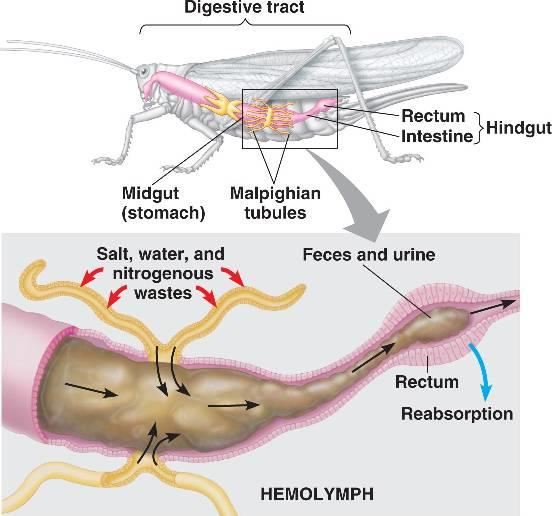 Hemolymph