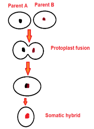 tissue culture examples