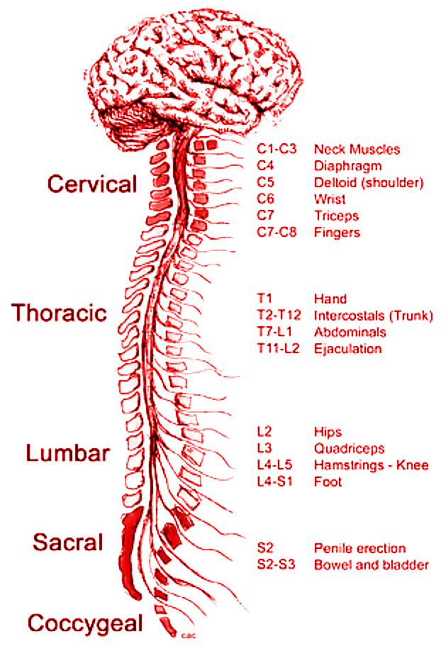 spinal cord diagram labelled