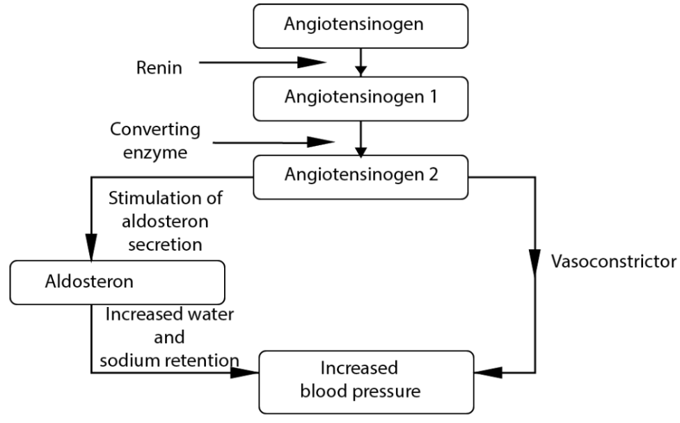 Renin-Angiotensin mechanism