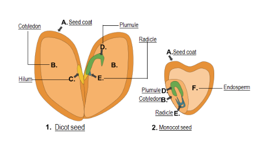 Monocot and Dicot Seed