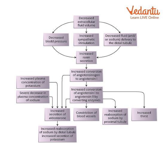 Regulation of Kidney Function Flowchart