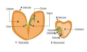 monocot and dicot seed