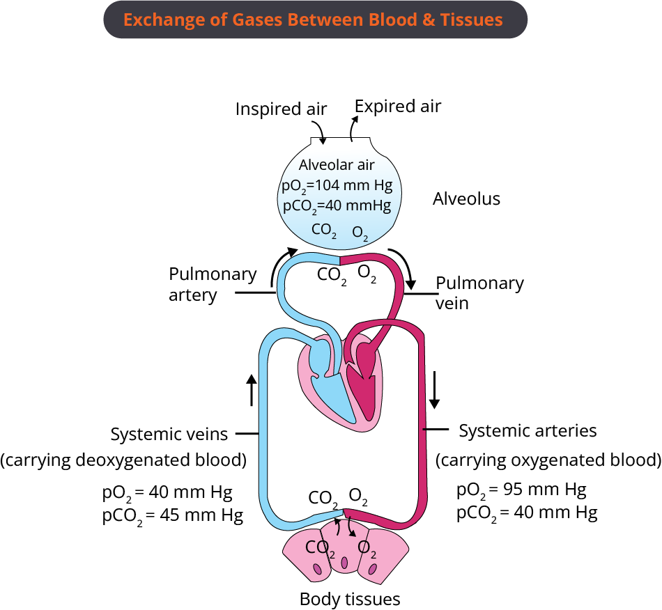 Exchange of Gases Between Blood and Tissues