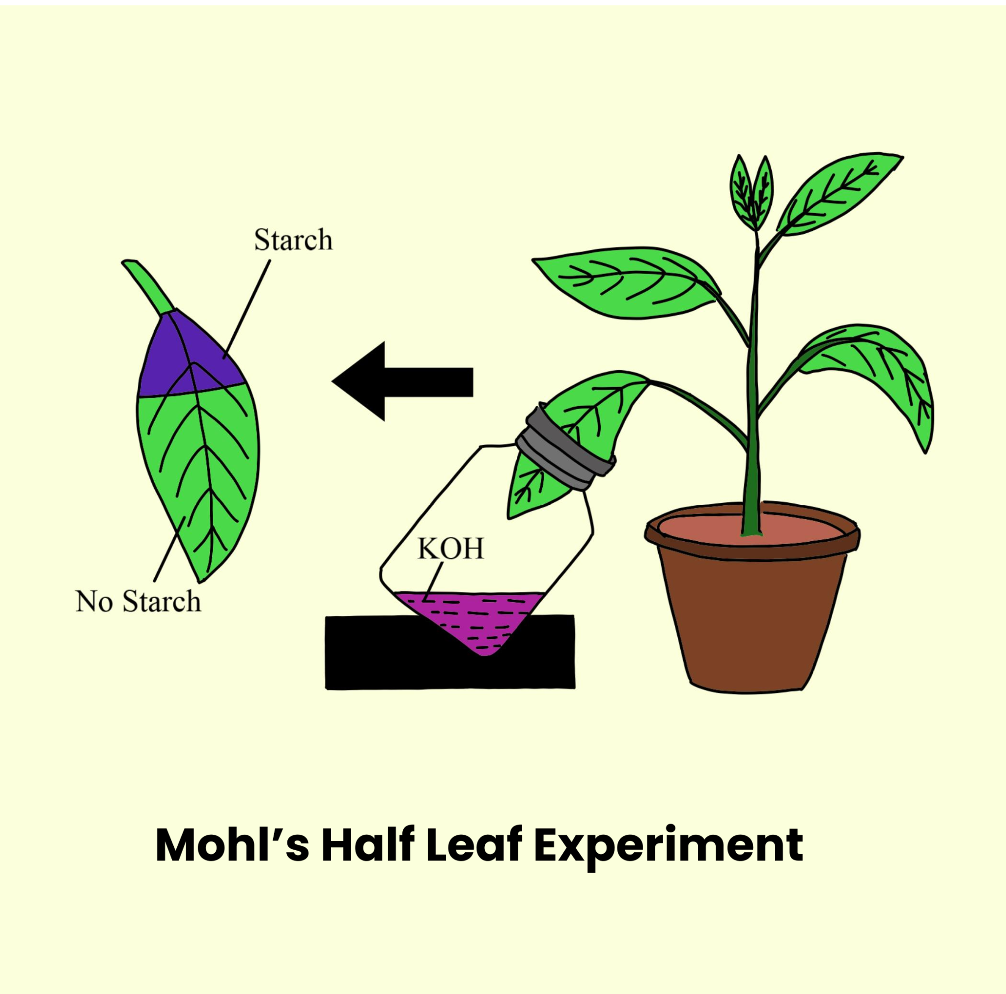 Mohl's Experiment