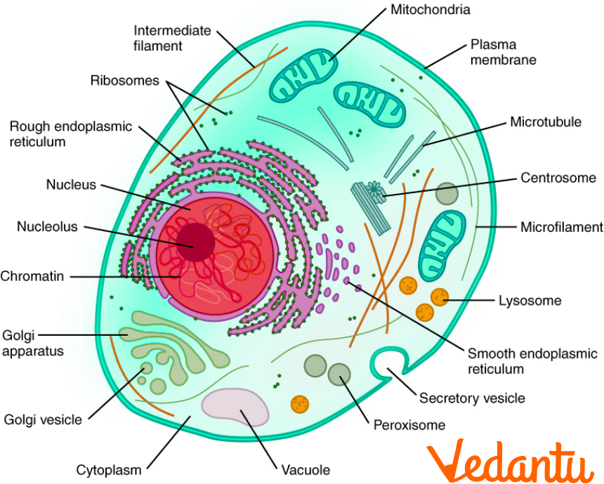 Animal Cell Diagram Labelled