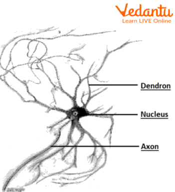 Nerve cell