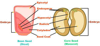 Monocot Seed Diagram vs. Dicot Seed Diagram