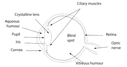 sketch of the human eye