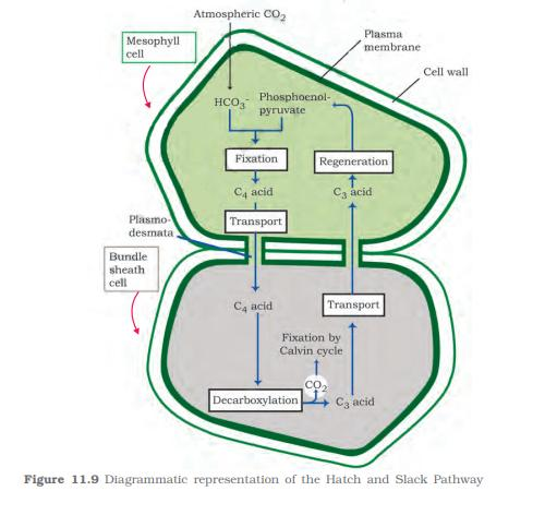 C4 Pathway