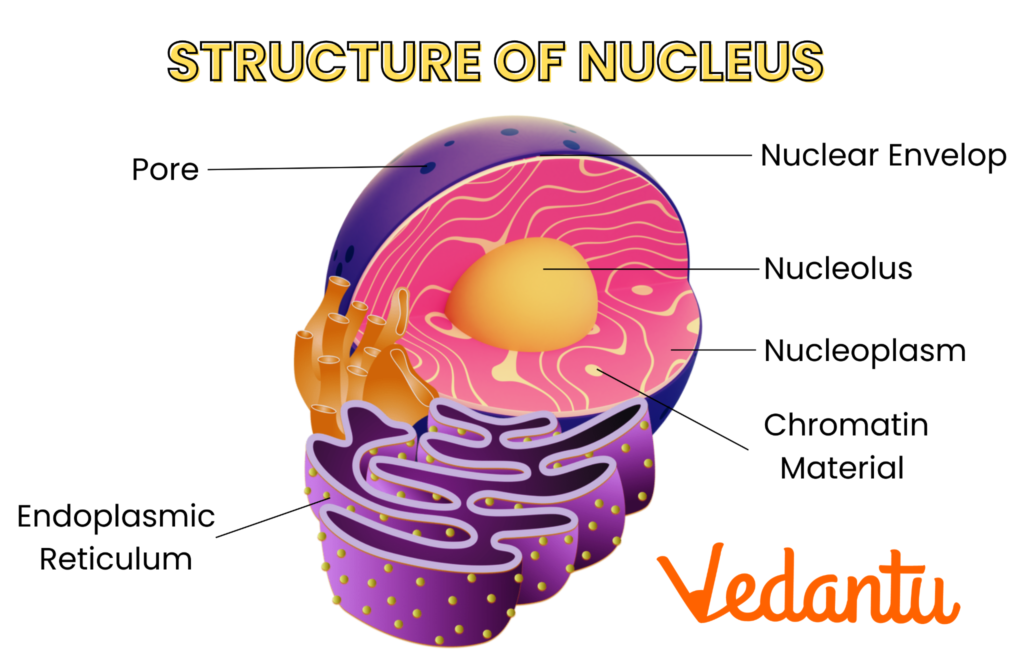 Structure of Nucleus