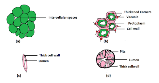 Permanent Tissue