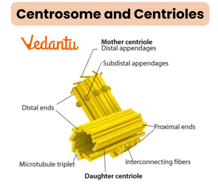 Centrosome and Centrioles