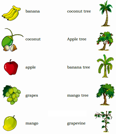 Match the fruits