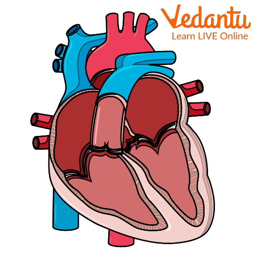 Heart Facts for Kids - Learn Definition, Facts & Examples