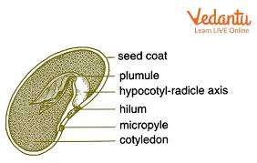 Structure Of A Dicotyledonous Seed