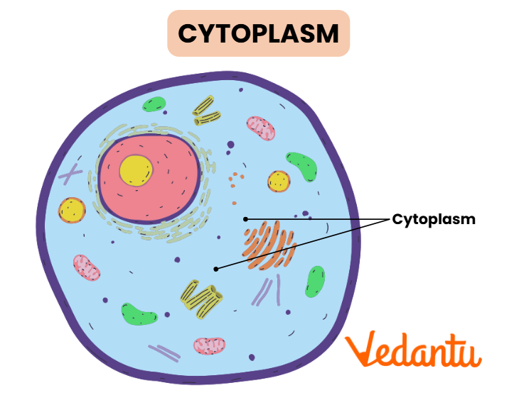 Cytoplasm