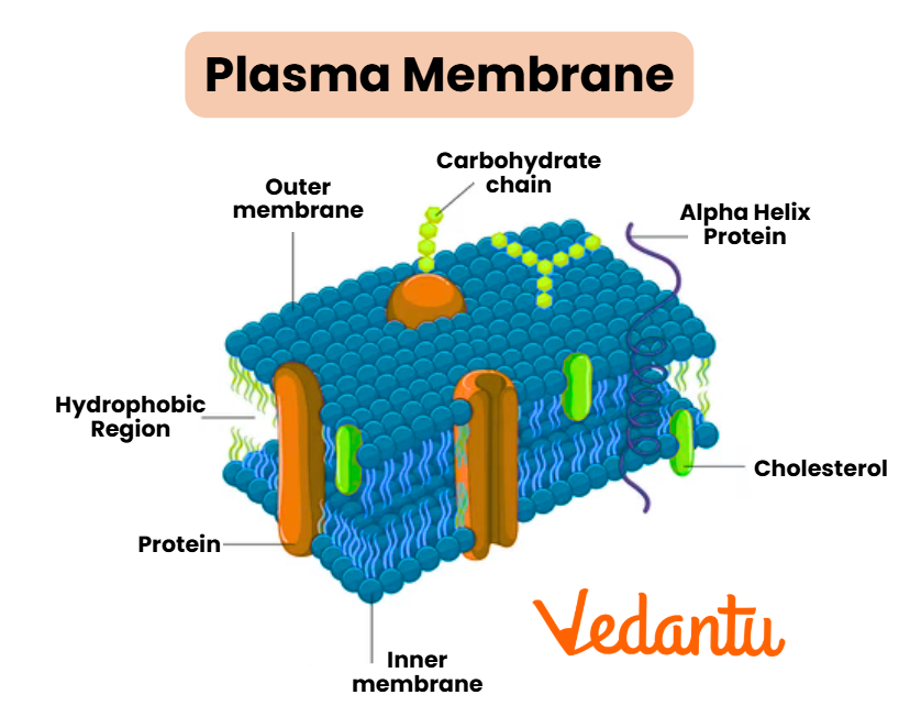 Plasma Membrane